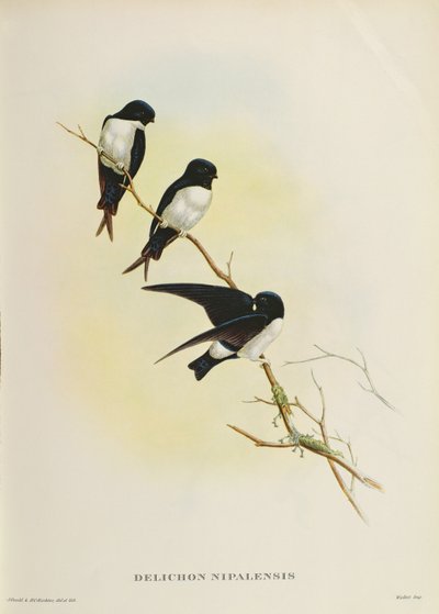 Delichon Nipalensis, from 