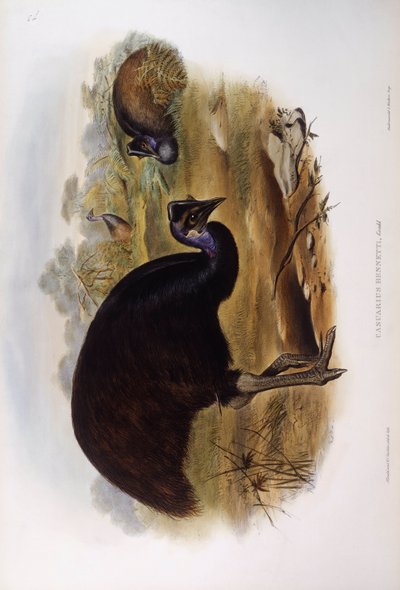 Dwarf cassowary (Casuarius bennetti), Engraving by John Gould
