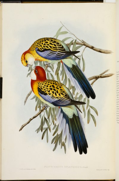 Eastern Rosella, from The Birds of Australia, First Edition by John Gould