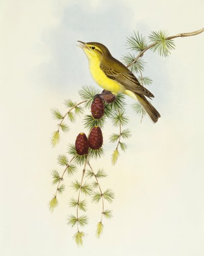 Flycatcher (Ficedula hypolaris), Engraving by John Gould by John Gould
