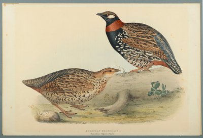European Francolin by John Gould