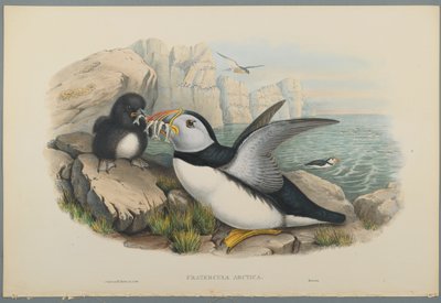 Puffin by John Gould