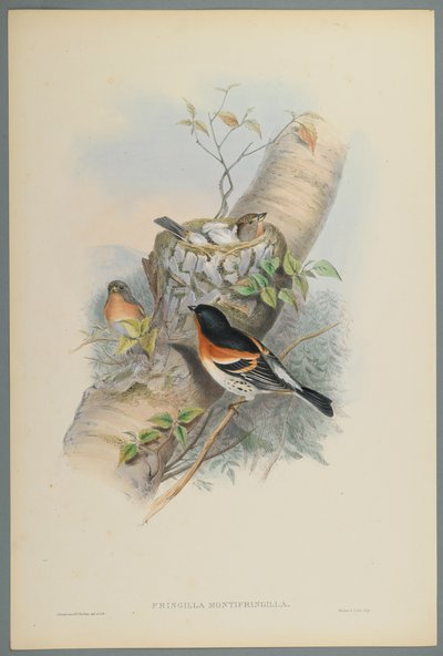 Bramblefinch by John Gould