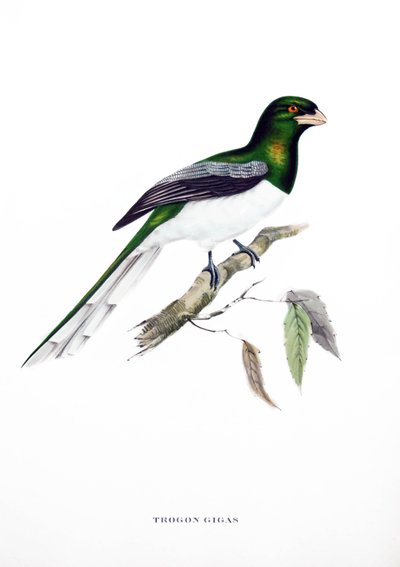 Giant Trogon, Bird from India by John Gould