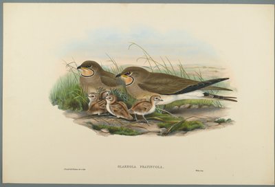 Common Pratincole by John Gould