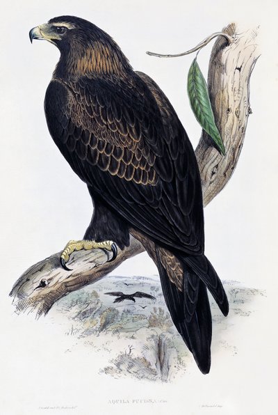 Golden Eagle (Aquila chrysaetos), lithograph from Birds of Australia and Great Britain by John Gould by John Gould