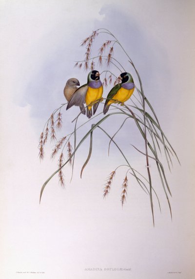 Gouldian finch (Chloebia or Erythrura gouldiae), Engraving by John Gould by John Gould