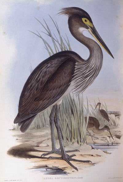 Great-billed heron (Ardea sumatrana), Engraving by John Gould by John Gould