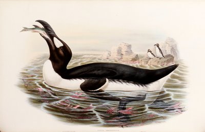 Great Auk, from 