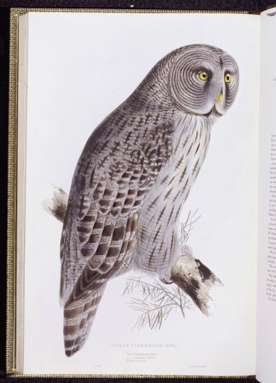 Great Cinereous Owl, from "The Birds of Great Britain" (published London, 1862-73) by John Gould