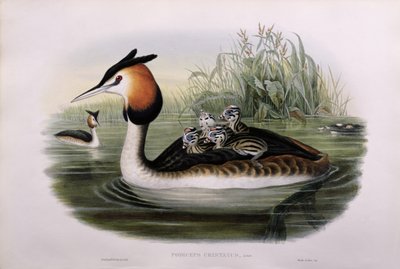 Great Crested Grebe by John Gould