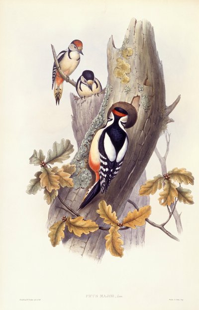 Great spotted woodpecker (Dendrocopos major), Engraving by John Gould by John Gould