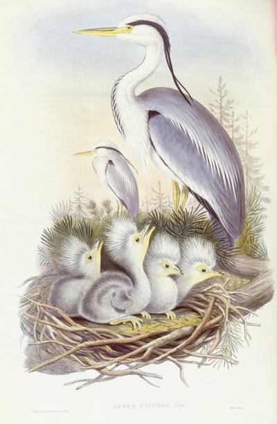 Grey Heron (Ardea cinerea) by John Gould