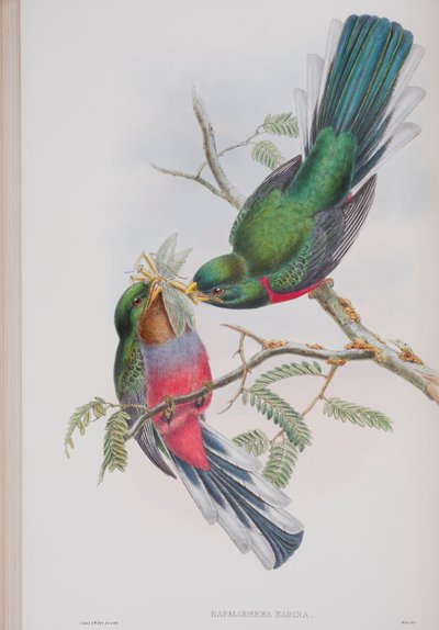 Hapaloderma Narina, plate from The Birds of Great Britain by John Gould by John Gould