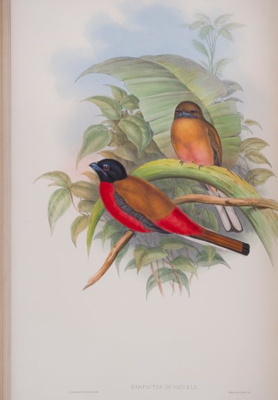 Harpactes Duvauceli, plate from The Birds of Great Britain by John Gould by John Gould
