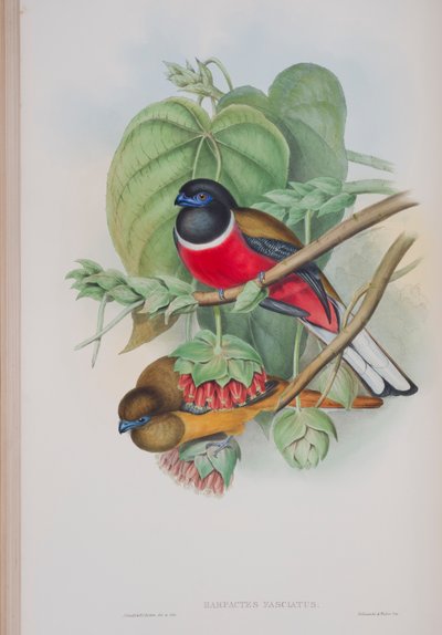 Harpactes Fasciatus, plate from The Birds of Great Britain by John Gould by John Gould