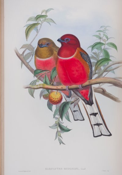 Harpactes Hodgsoni, plate from The Birds of Great Britain by John Gould by John Gould