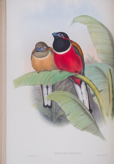 Harpactes Kasumba, plate from The Birds of Great Britain by John Gould by John Gould