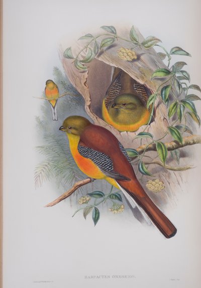 Harpactes Oreskios, plate from The Birds of Great Britain by John Gould by John Gould