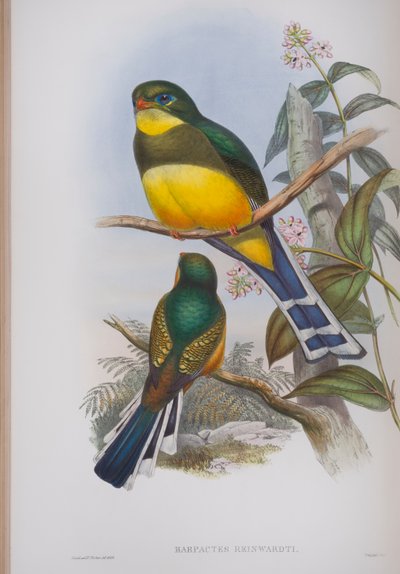 Harpactes Reinwardti, plate from The Birds of Great Britain by John Gould by John Gould