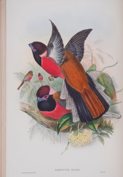 Harpactus Diardi, plate from The Birds of Great Britain by John Gould by John Gould
