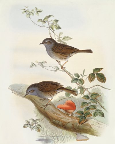 Hedge accentor (Prunella modularis), Engraving by John Gould