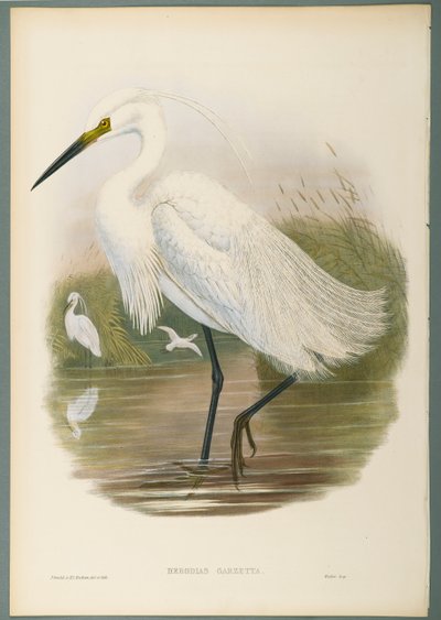 Little Egret by John Gould