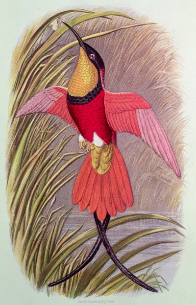 Humming Bird: Crimson Topaz, plate 23 from 