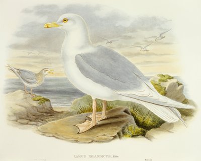Iceland gull (Larus glaucoides), Engraving by John Gould