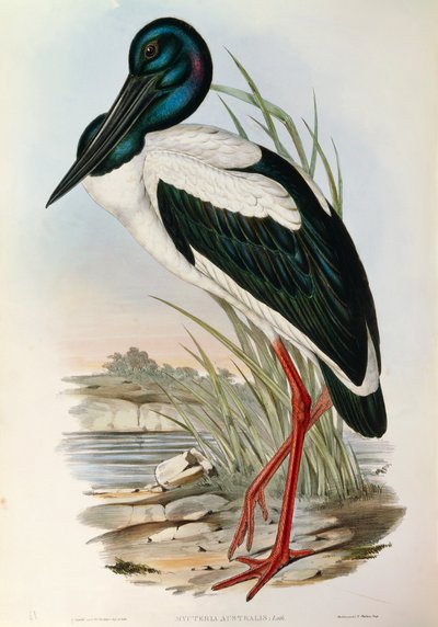 Illustration from John Gould