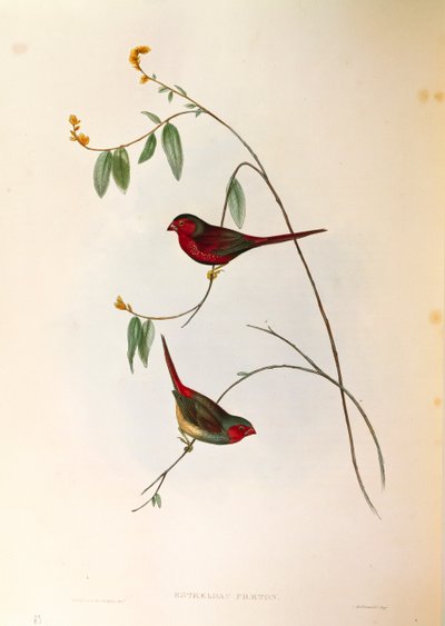 Illustration from John Gould