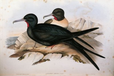 Illustration from John Gould