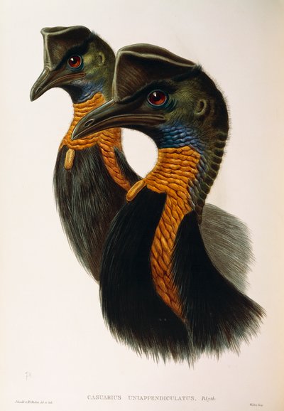 Illustration from John Gould