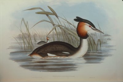 Illustration from John Gould