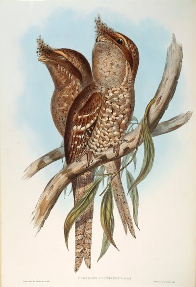 Illustration from John Gould