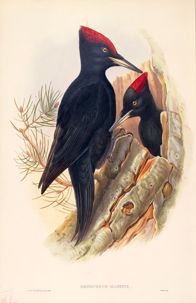 Illustration from John Gould