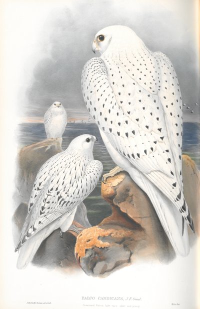 Illustration of Falco Candicans (Greenland Falcon Light Race) by John Gould