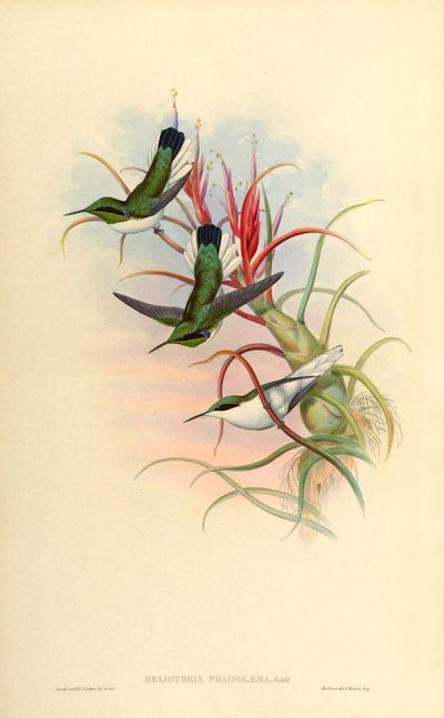 Illustration of Heliothrix phainolaema (hummingbird) on Tillandsia bulbosa (bromeliad) by John Gould