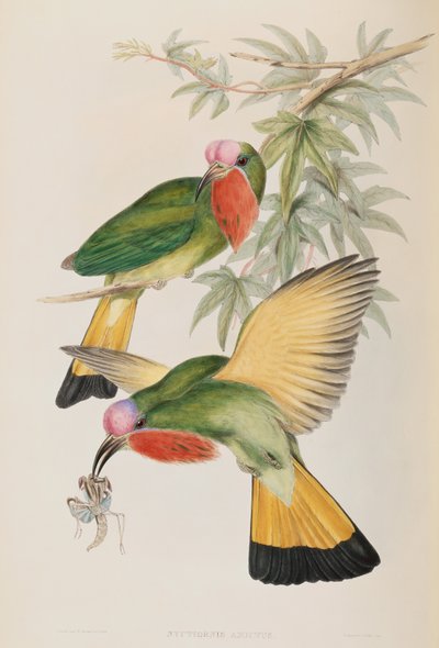 Kingfisher (Nyctiornis Amictus) from Birds of Asia by John Gould