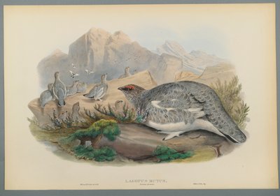 Common Ptarmigan (Autumn Plumage) by John Gould