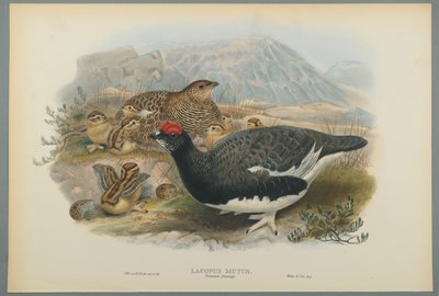 Common Ptarmigan (Summer Plumage) by John Gould