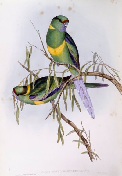 Mallee Ringneck by John Gould
