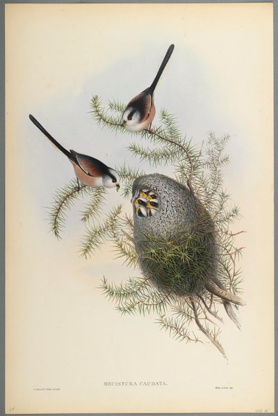 Mecistura Caudata - Long-Tailed Tit by John Gould
