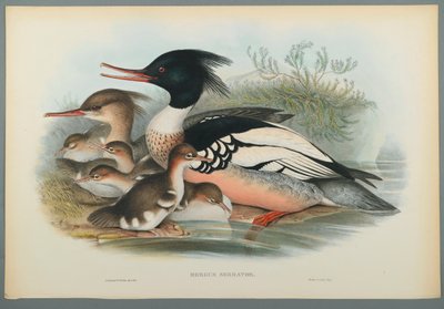 Merganser by John Gould