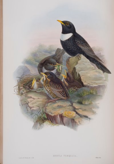 Merula Torquata, plate from The Birds of Great Britain by John Gould, published 1862-73 by John Gould
