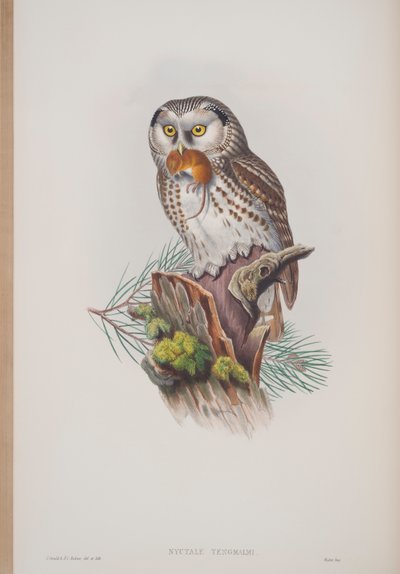 Nyctale Tengmalmi, plate from The Birds of Great Britain by John Gould, published 1862-73 by John Gould