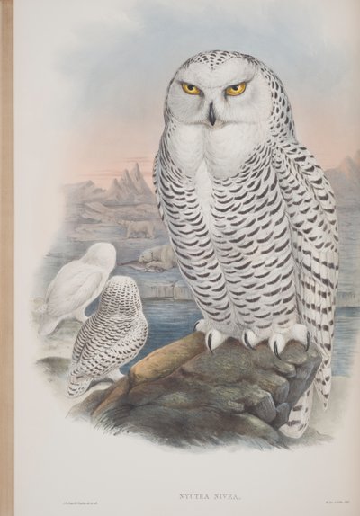 Nyctea Nivea, plate from The Birds of Great Britain by John Gould, published 1862-73 by John Gould