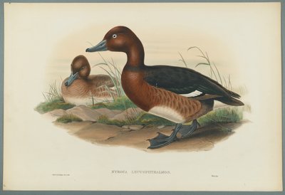 White Eyes, or Ferruginous Duck by John Gould