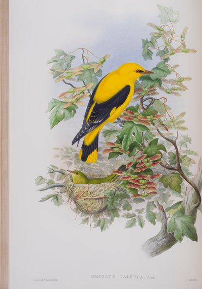 Oriolus Galbula, plate from The Birds of Great Britain by John Gould, published 1862-73 by John Gould
