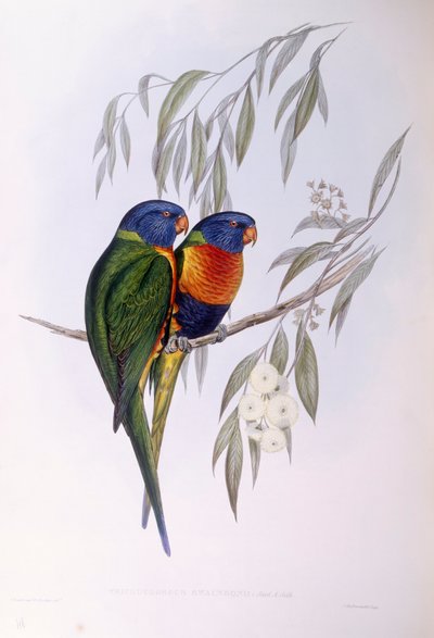 Ornate Lorikeet by John Gould